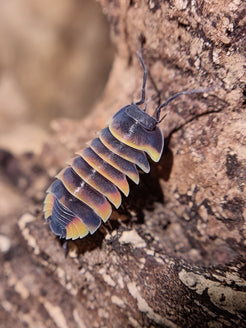 Merulanella sp. 