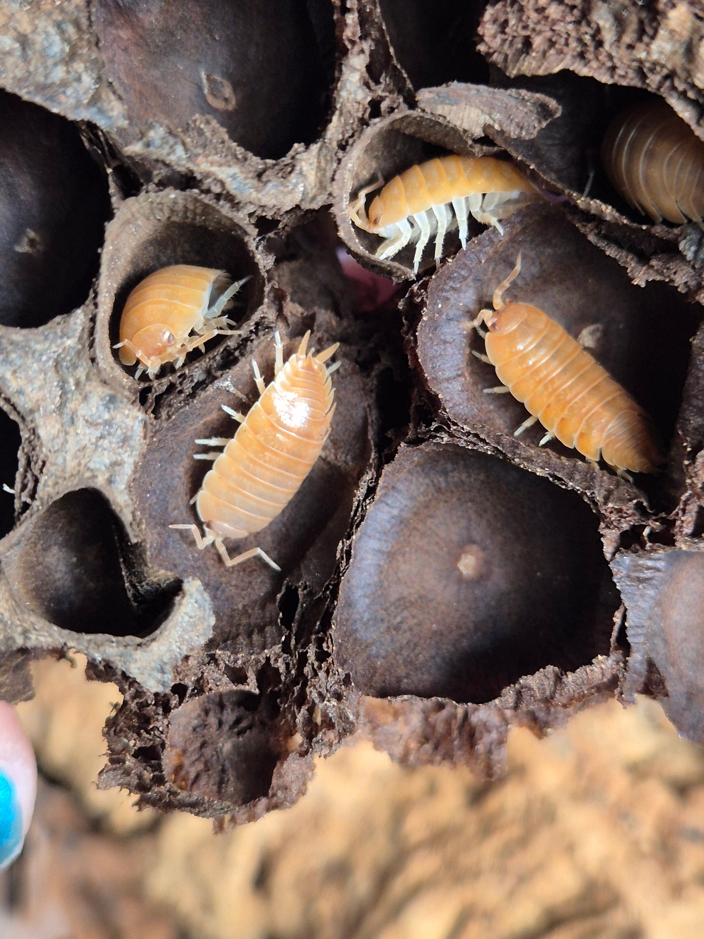 Porcellio Laevis "Orange" Isopods