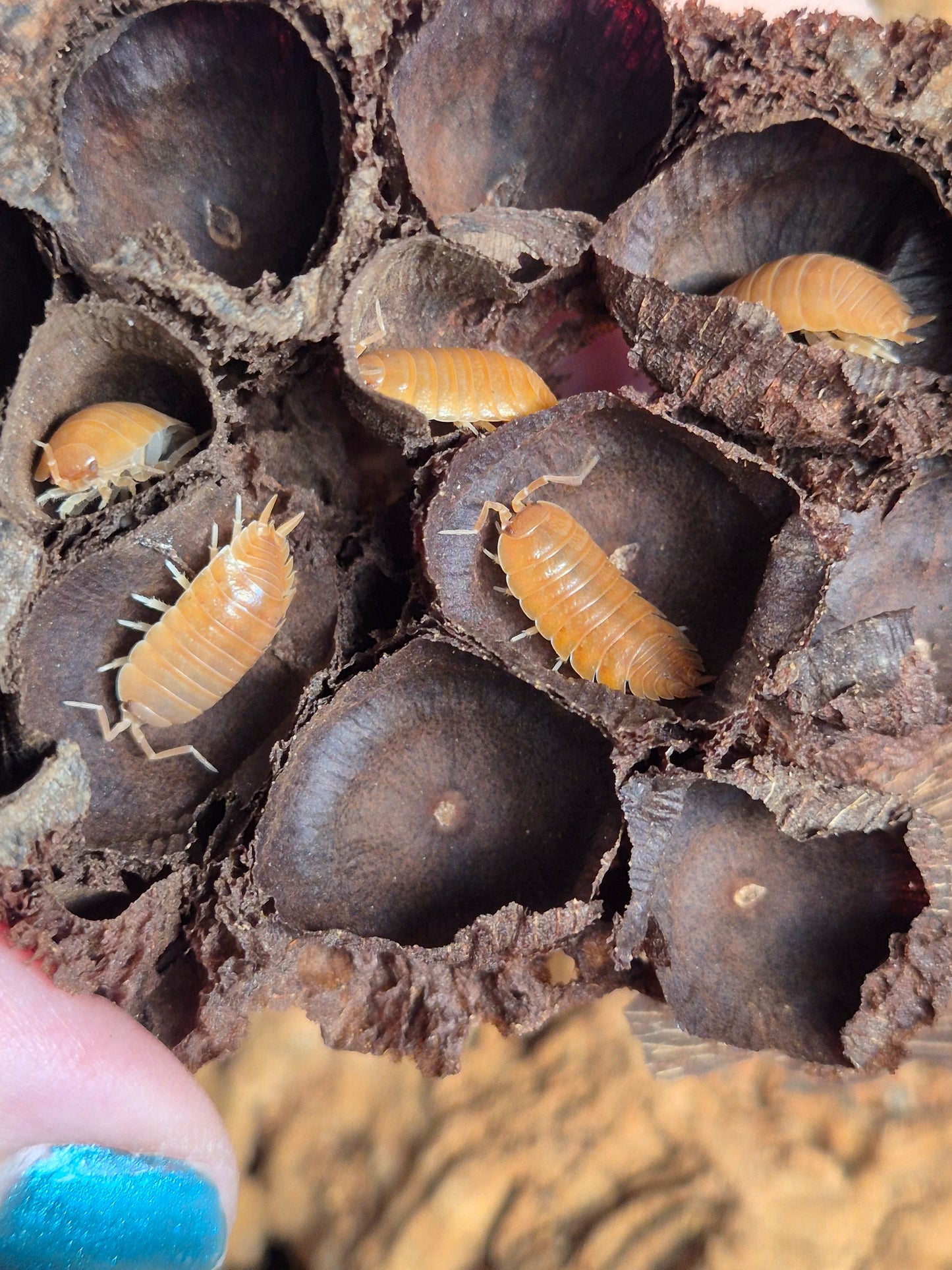 Porcellio Laevis "Orange" Isopods