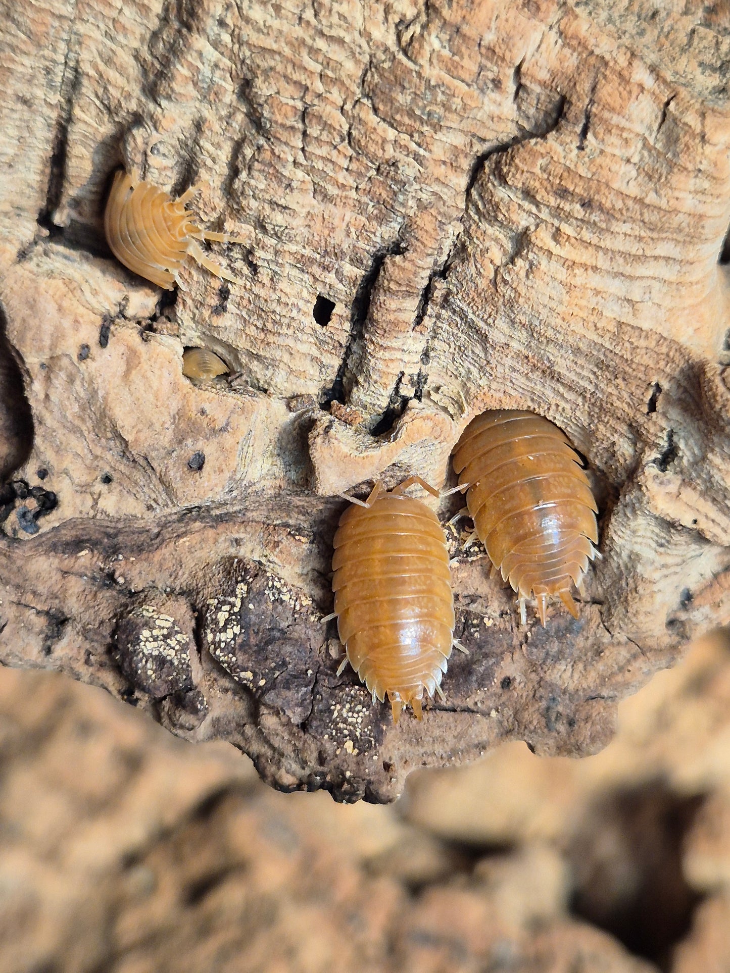 Porcellio Laevis "Orange" Isopods