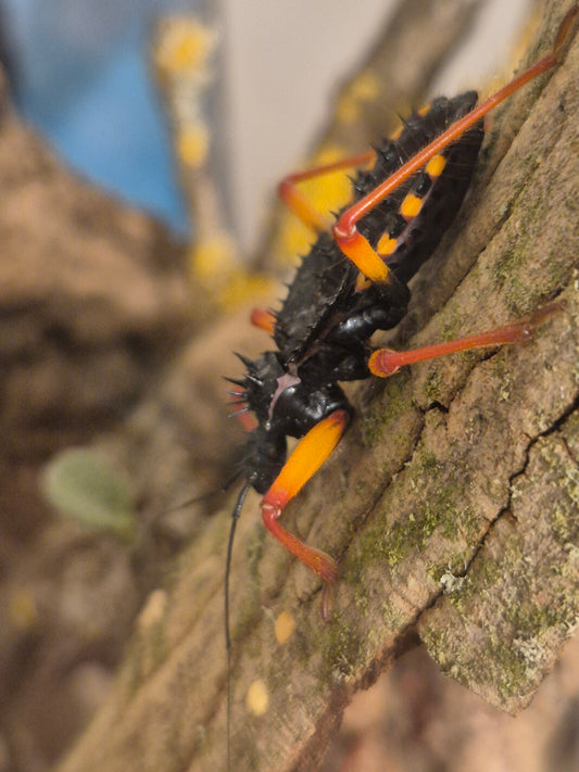 Psytalla horrida "Horrid King" Assassin Bug