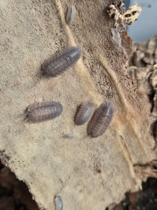 Armadillidium Pallasii Isopods