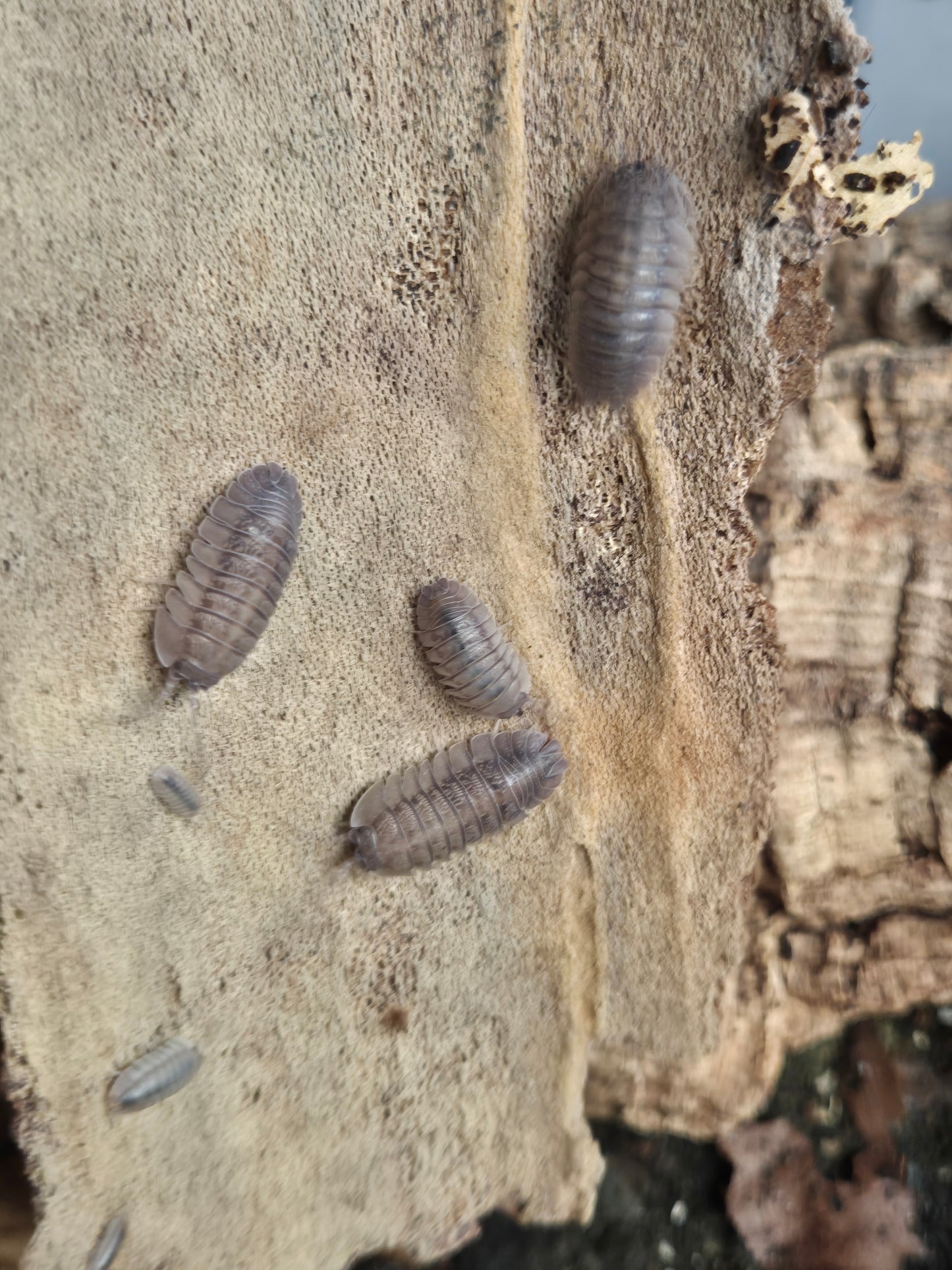 Armadillidium Pallasii Isopods