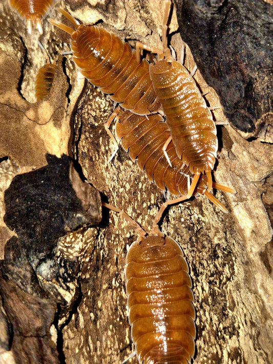 Porcellio Magnificus Isopods