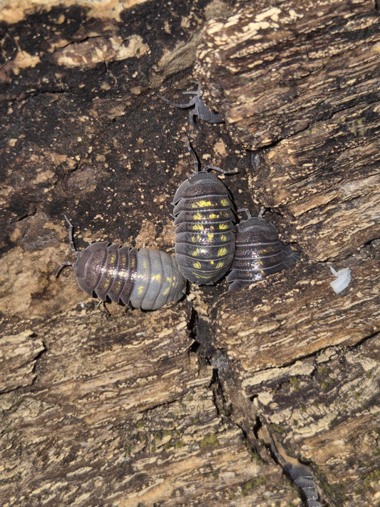 Armadillidium Granulatum Isopods