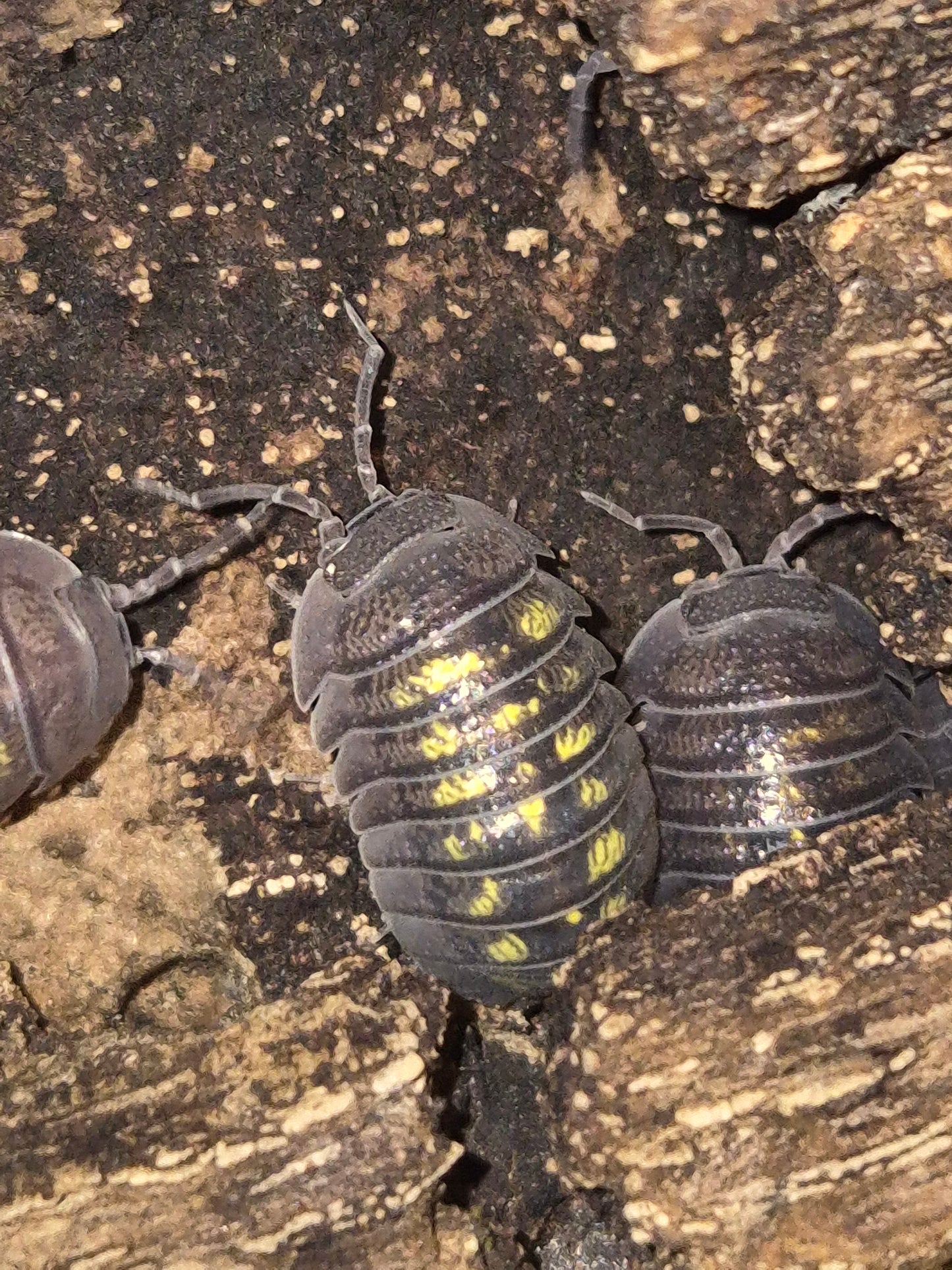 Armadillidium Granulatum Isopods