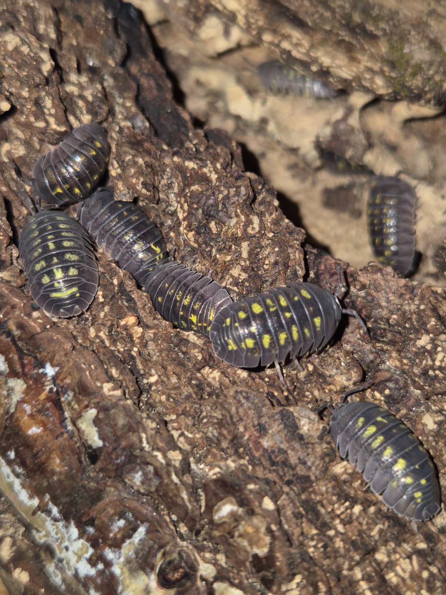 Armadillidium Granulatum Isopods