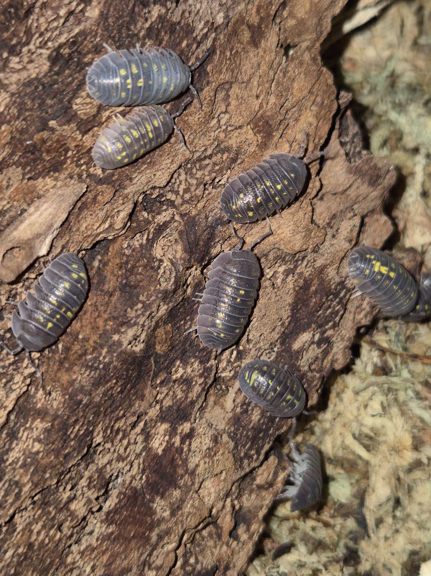 Armadillidium Granulatum Isopods