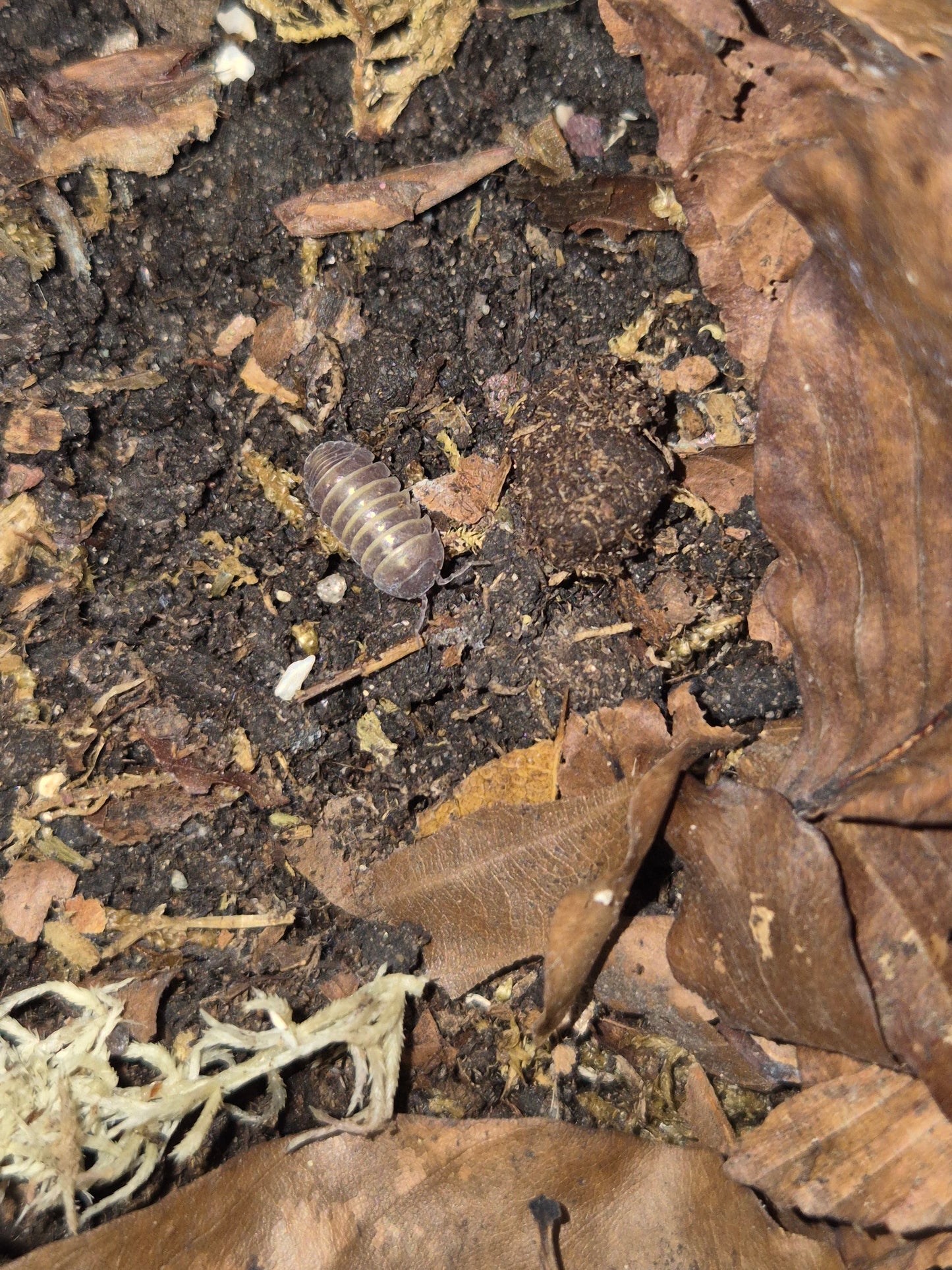 Armadillidium Badium Casteldaccia