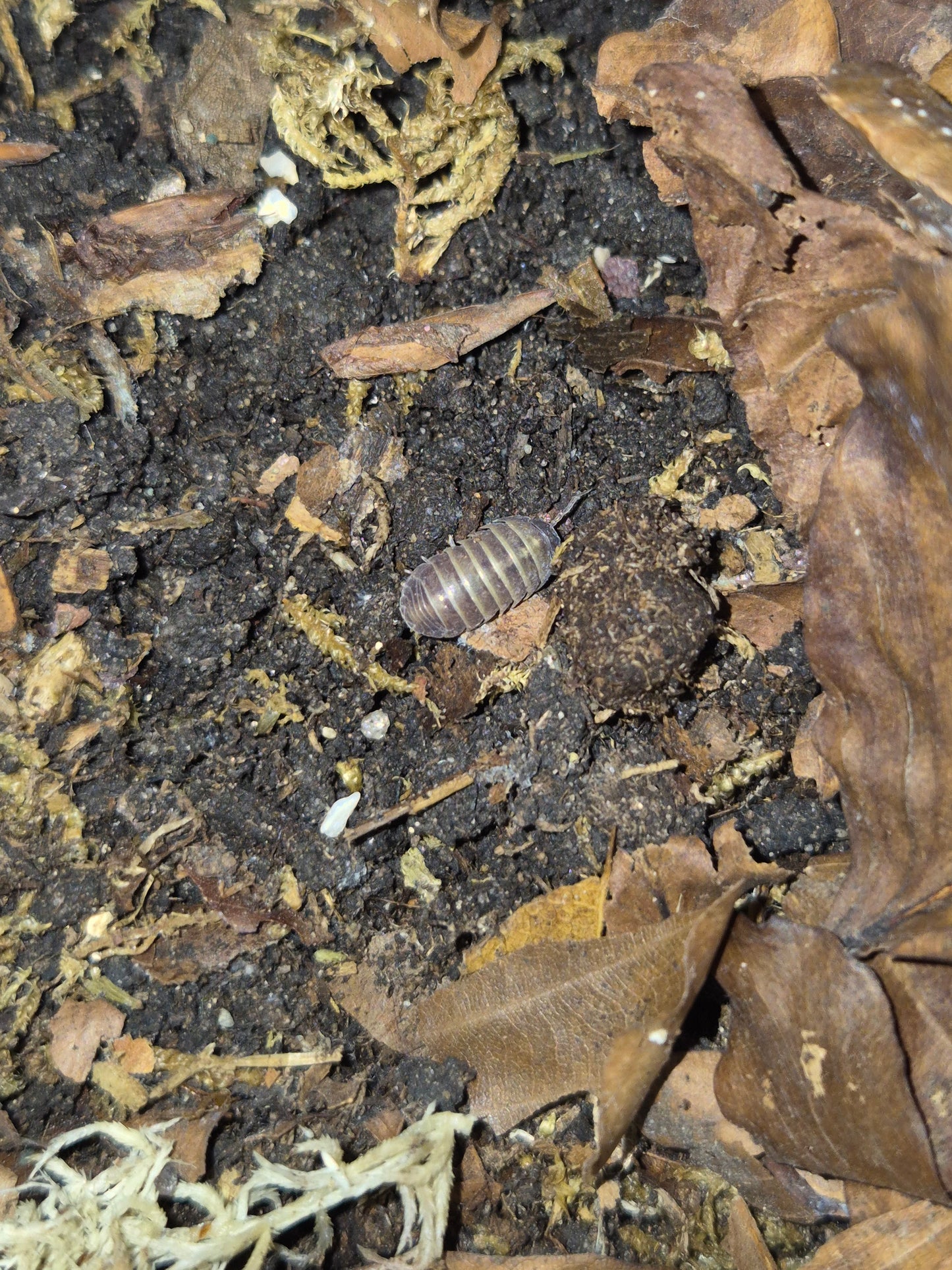 Armadillidium Badium Casteldaccia