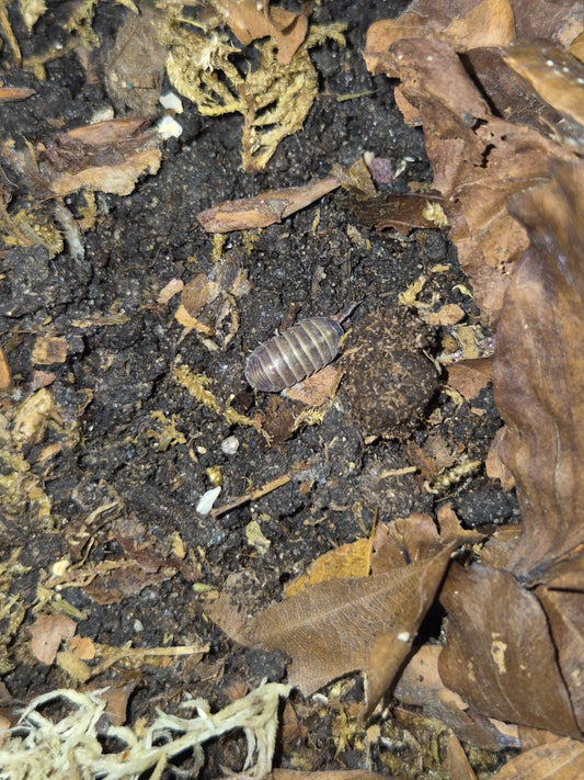 Armadillidium Badium Casteldaccia