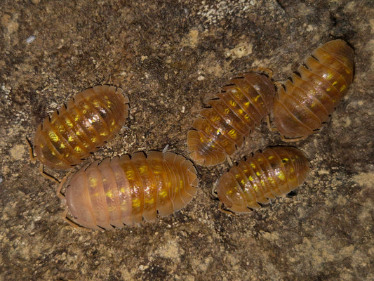 Armadillidium Granulatum Naranjito Isopods