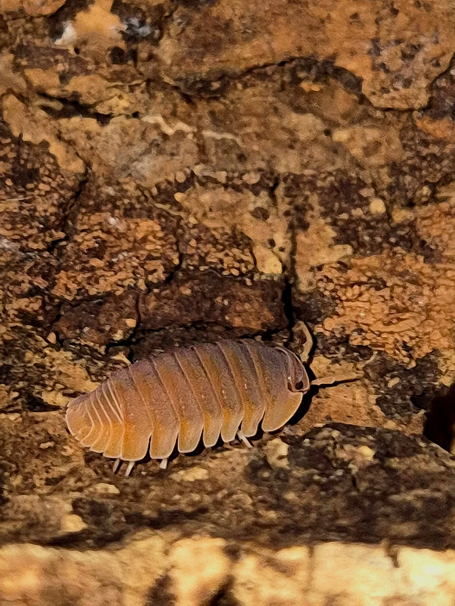 Cubaris Murina "Mandarin" Isopods