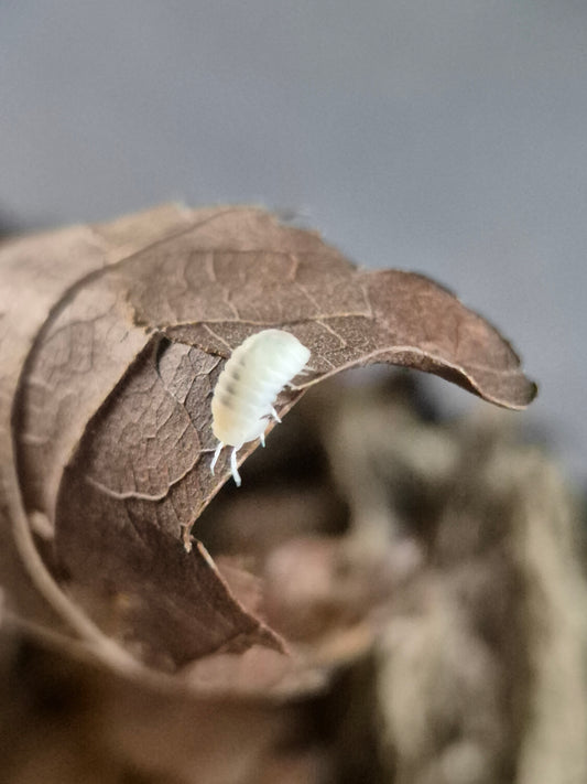 Cubaris Murina "Glacier" Isopods