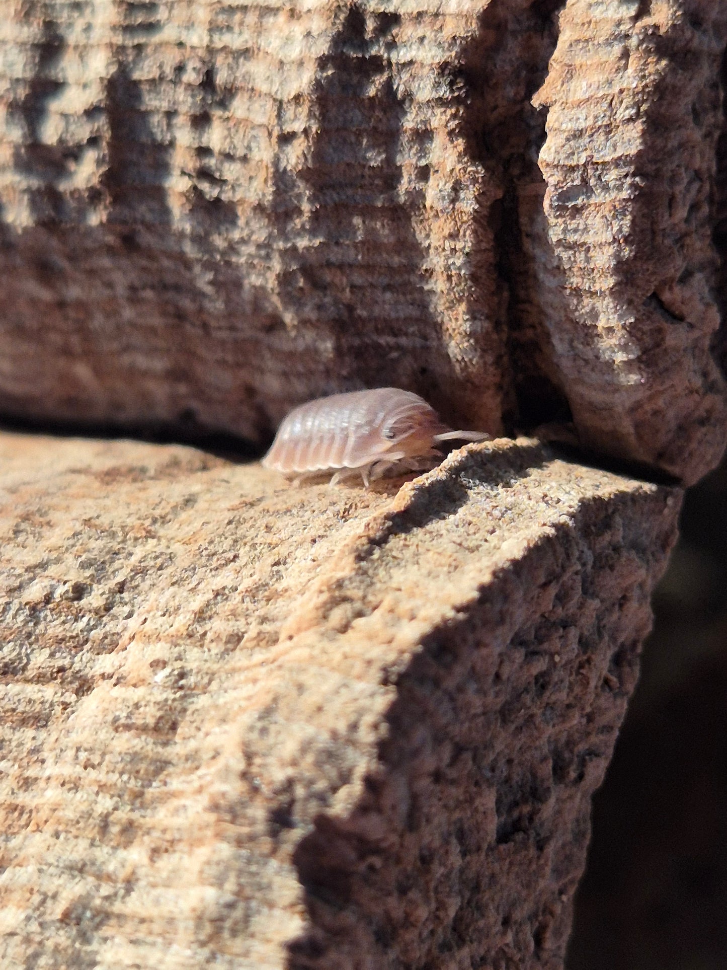 Cubaris sp Murina Isopods