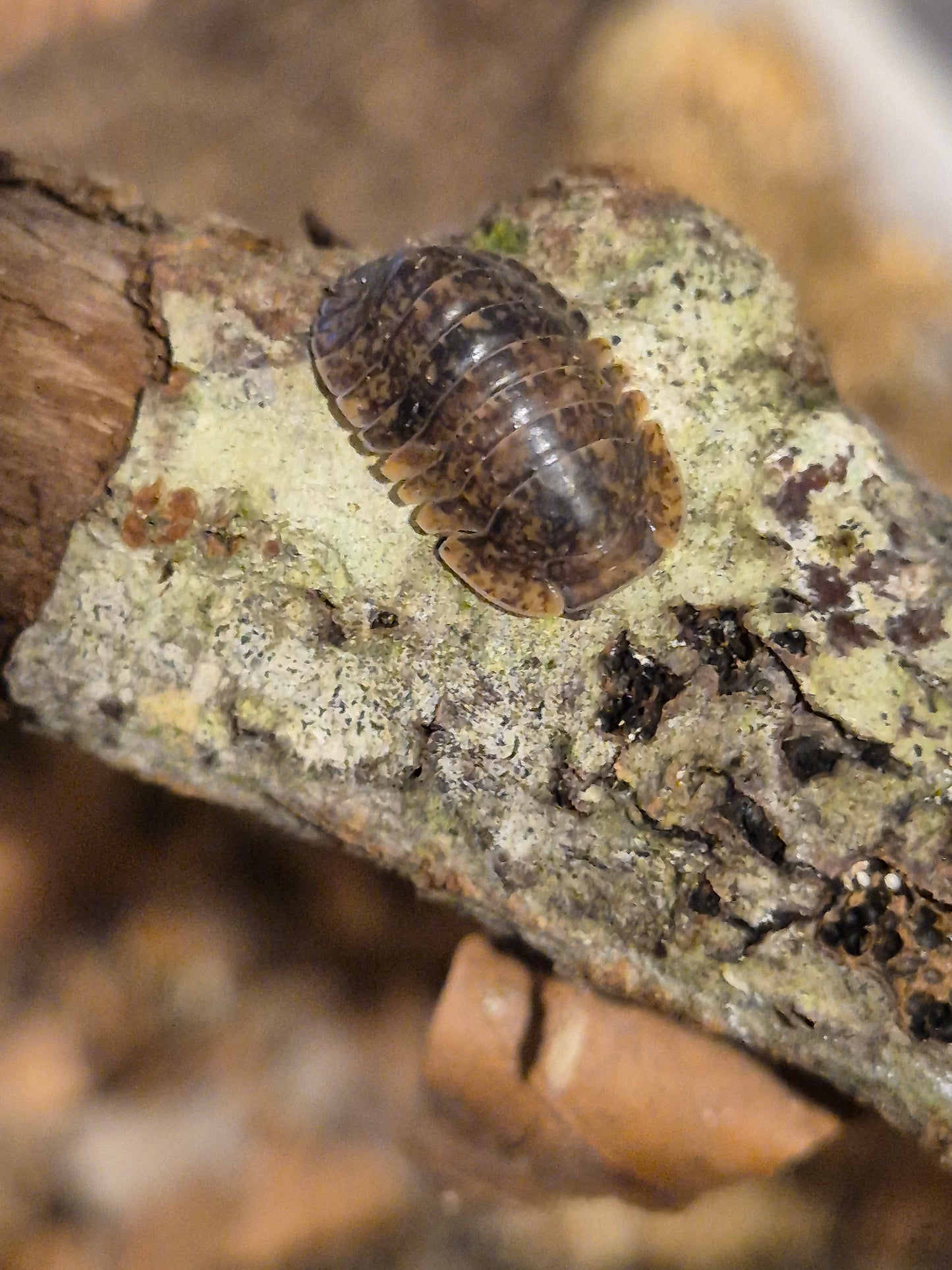 Fillipinodillo sp. Giant Banahoa Isopods