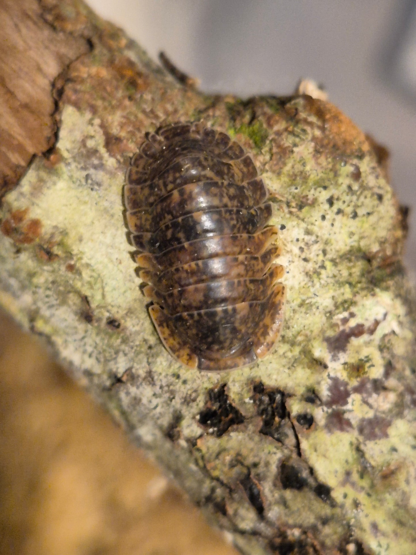 Fillipinodillo sp. Giant Banahoa Isopods