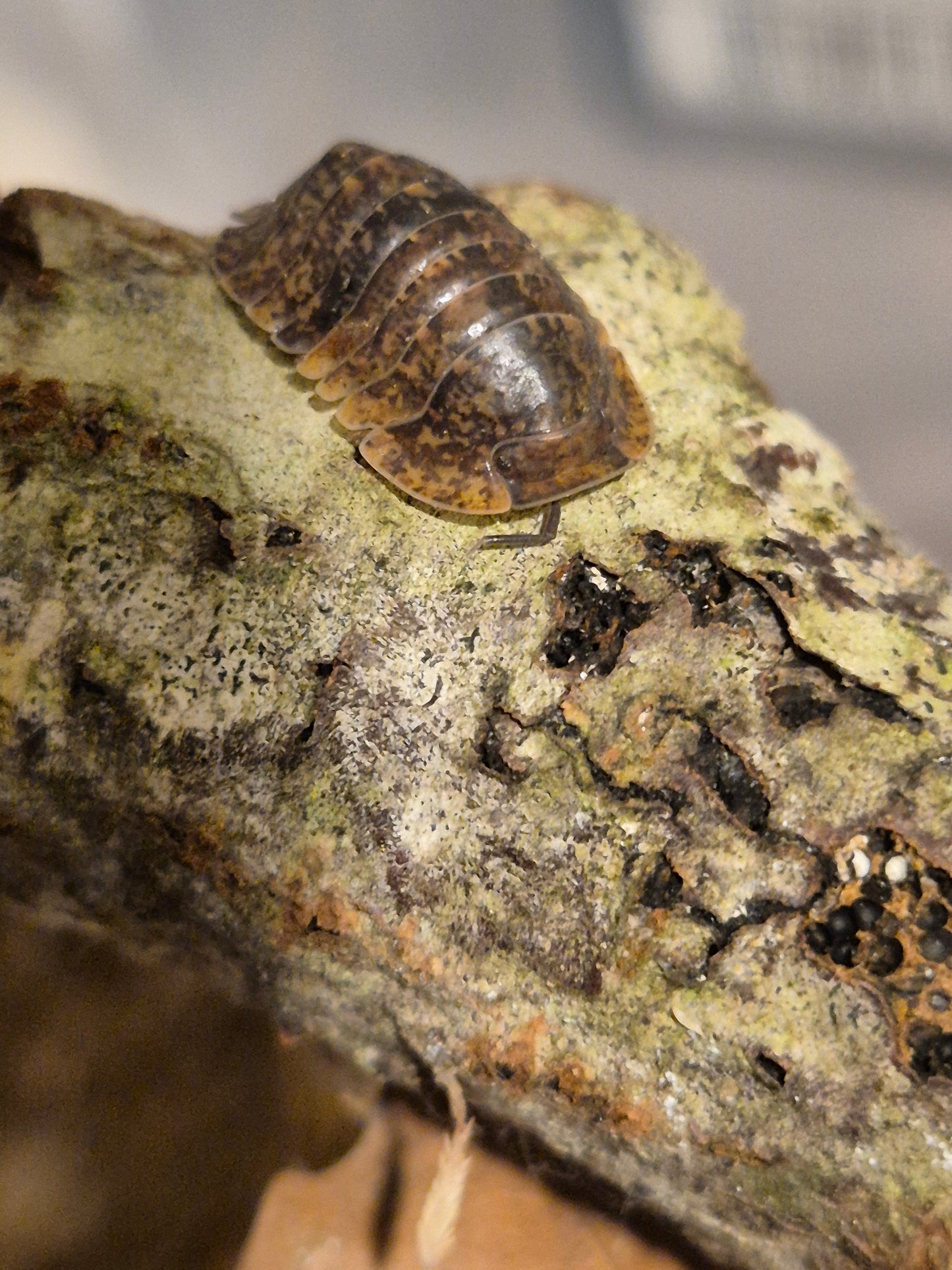 Fillipinodillo sp. Giant Banahoa Isopods