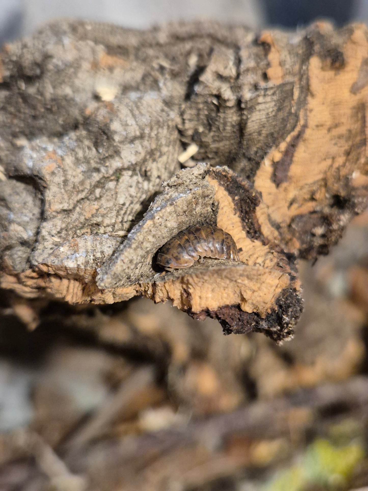 Fillipinodillo sp. Nakar Isopods