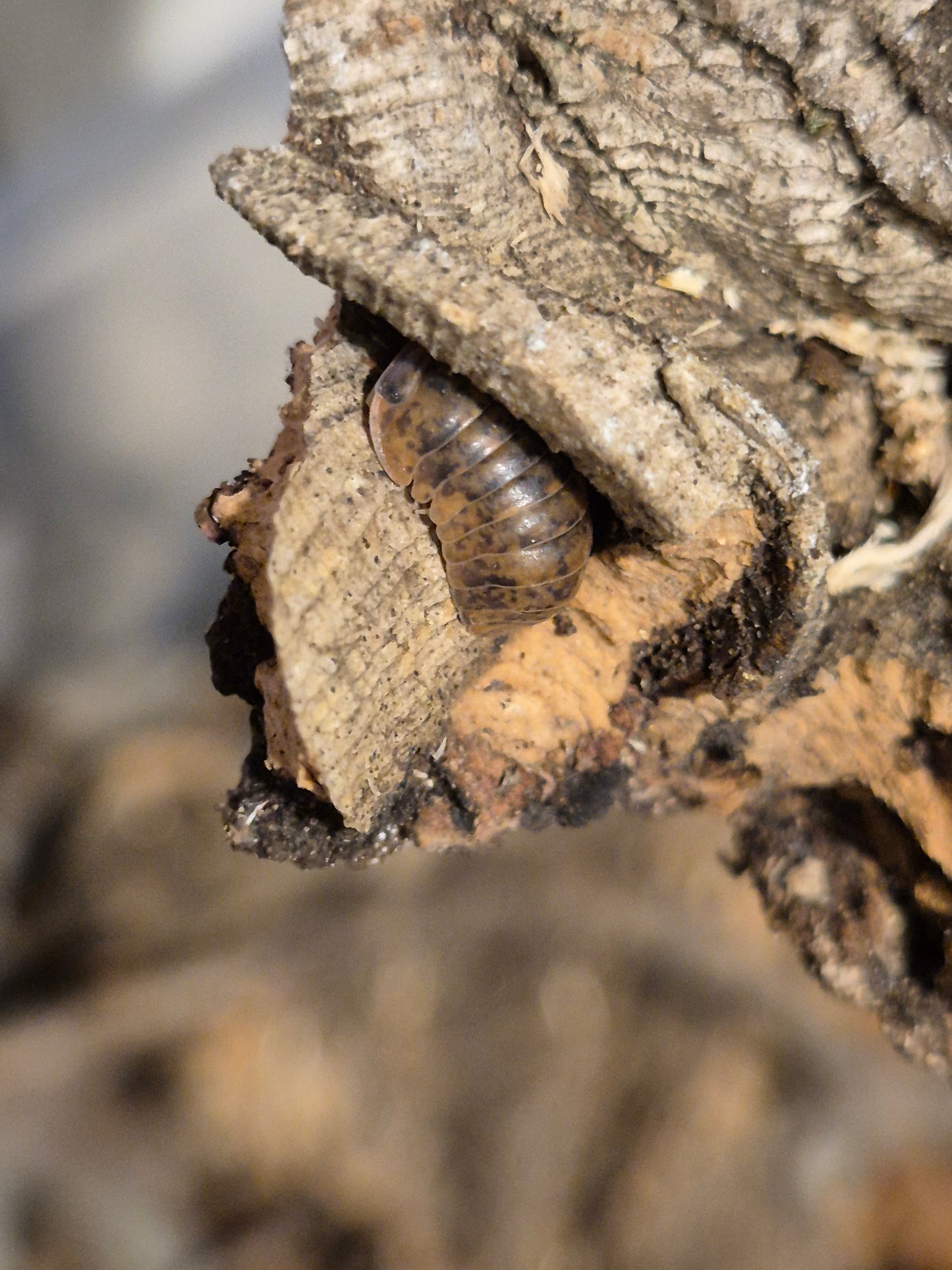 Fillipinodillo sp. Nakar Isopods