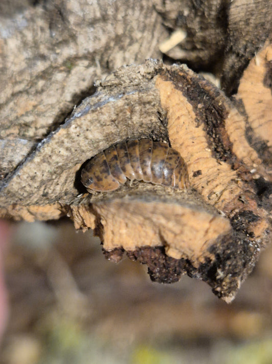 Fillipinodillo sp. Nakar Isopods