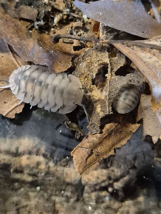 Cubaris sp "Caramel Cream" Isopods