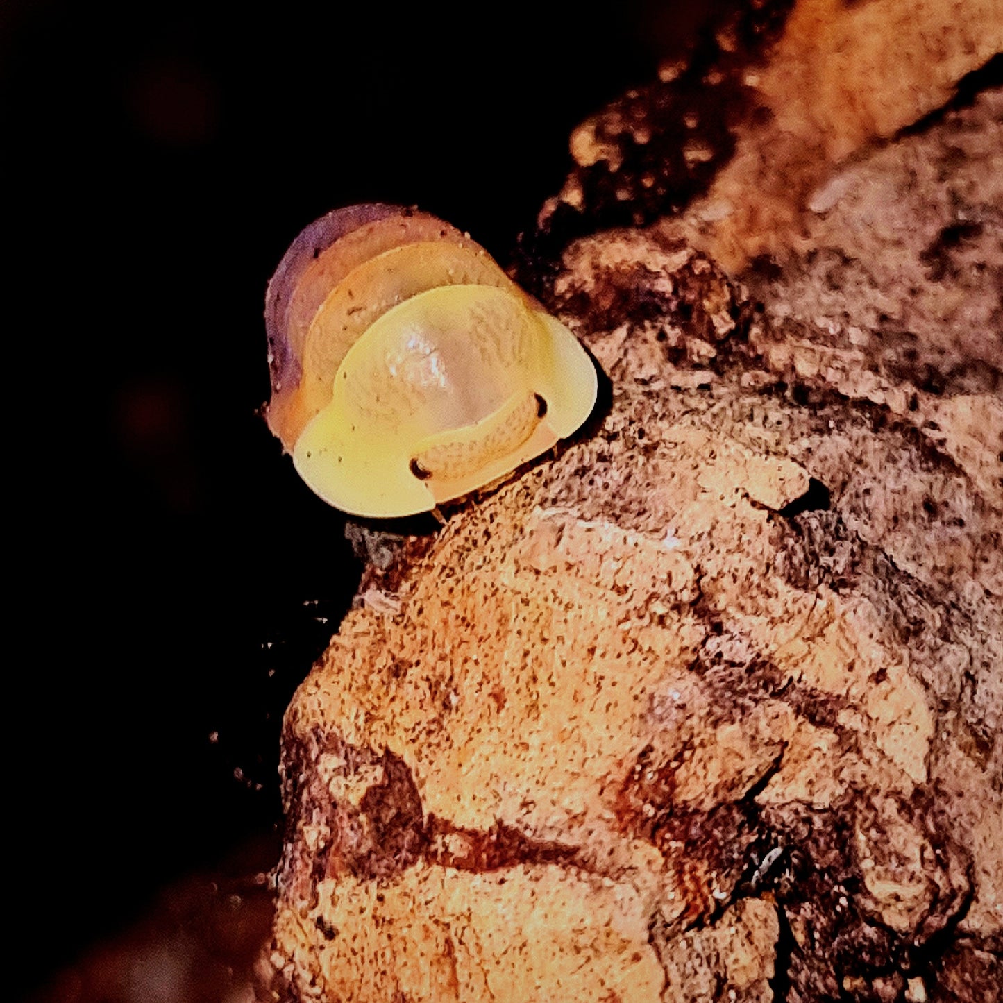 Rubber Ducky Isopod