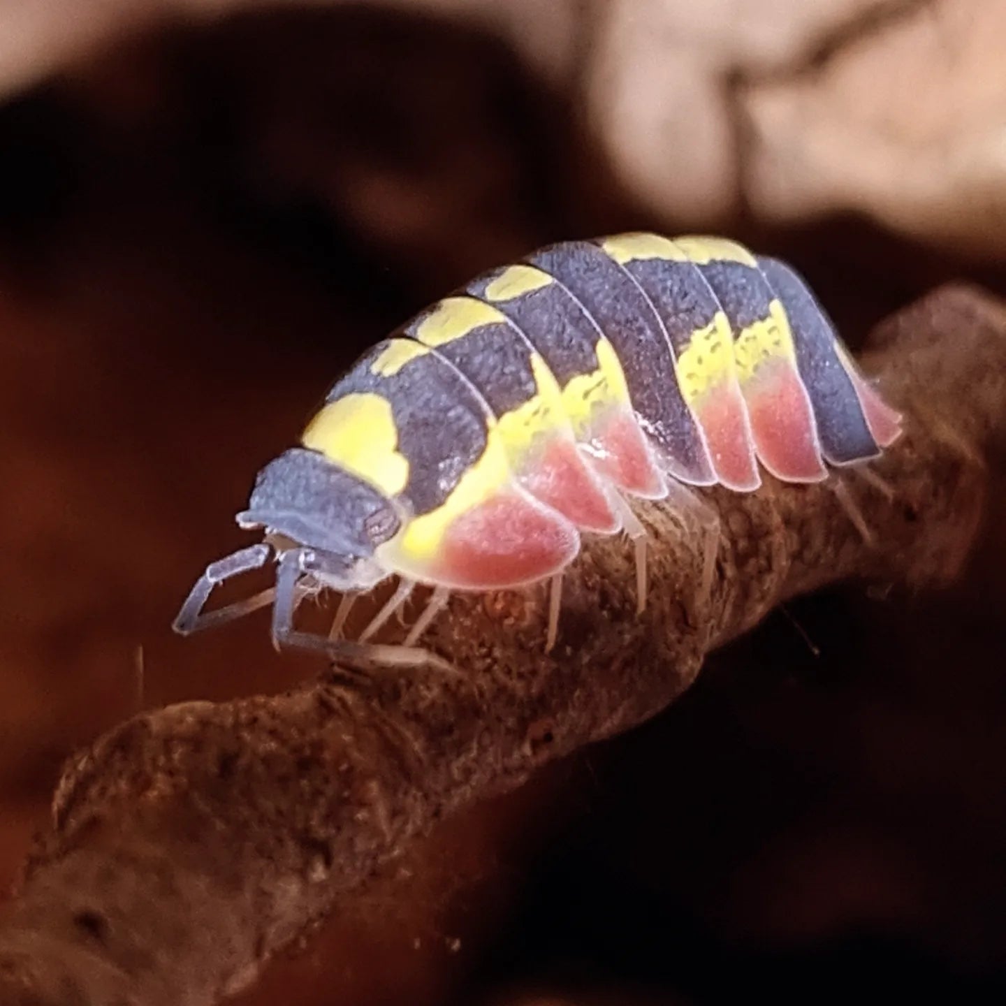 Merulanella Red Diablo Isopods (Merulanella sp. 