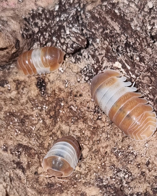 Cubaris sp "Red Panda King" Isopods