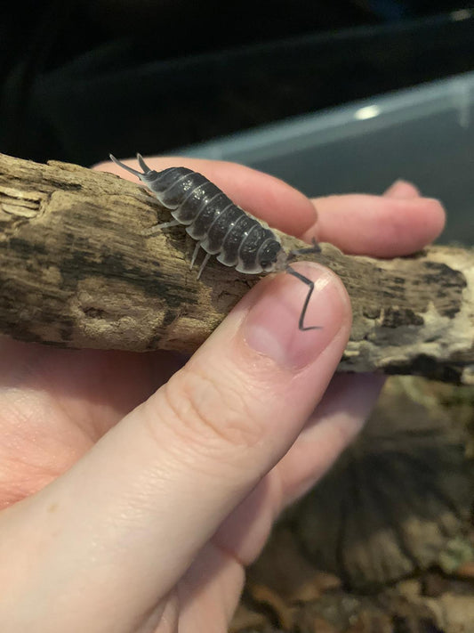 Porcellio hoffmannseggi for sale uk