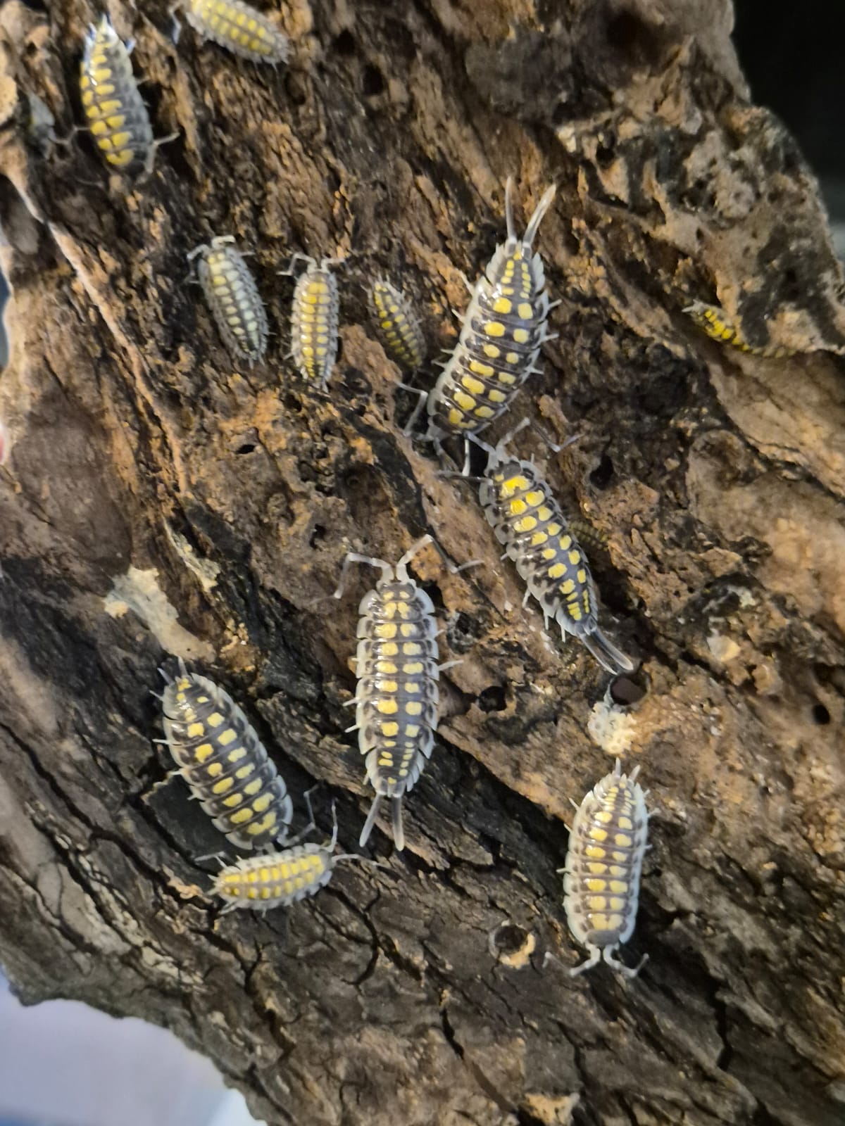 Porcellio Haasi "High Yellow" Isopods