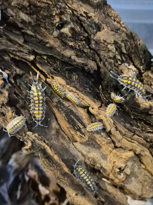 Porcellio Haasi "High Yellow" Isopods