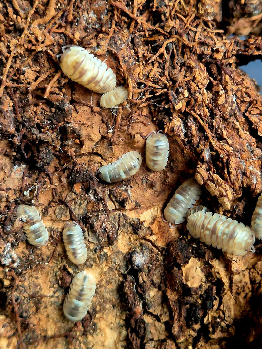 Armadillidium Espanyoli 'Marbelized' Isopods