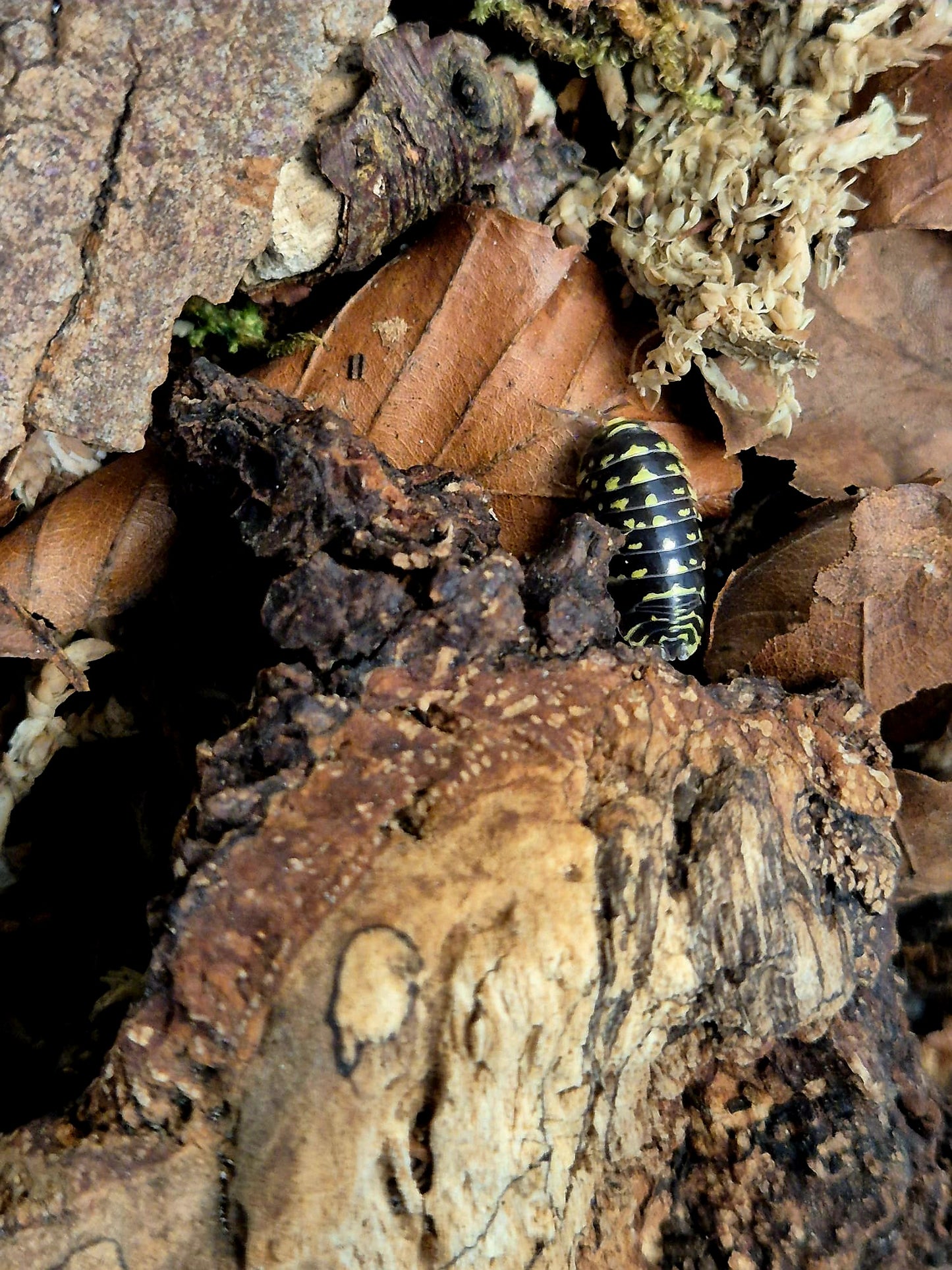 Armadillidium Maculatum "Yellow Zebra" Isopods