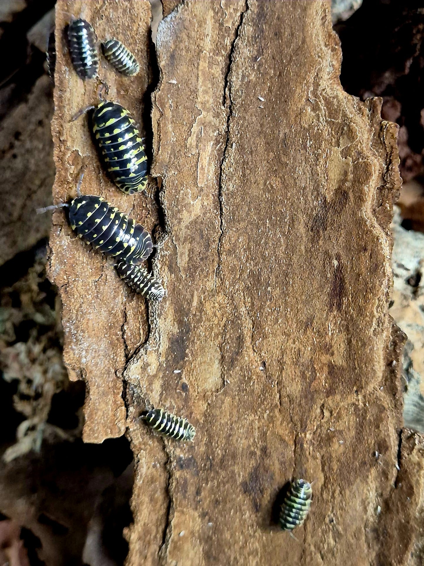 Armadillidium Maculatum "Yellow Zebra" Isopods