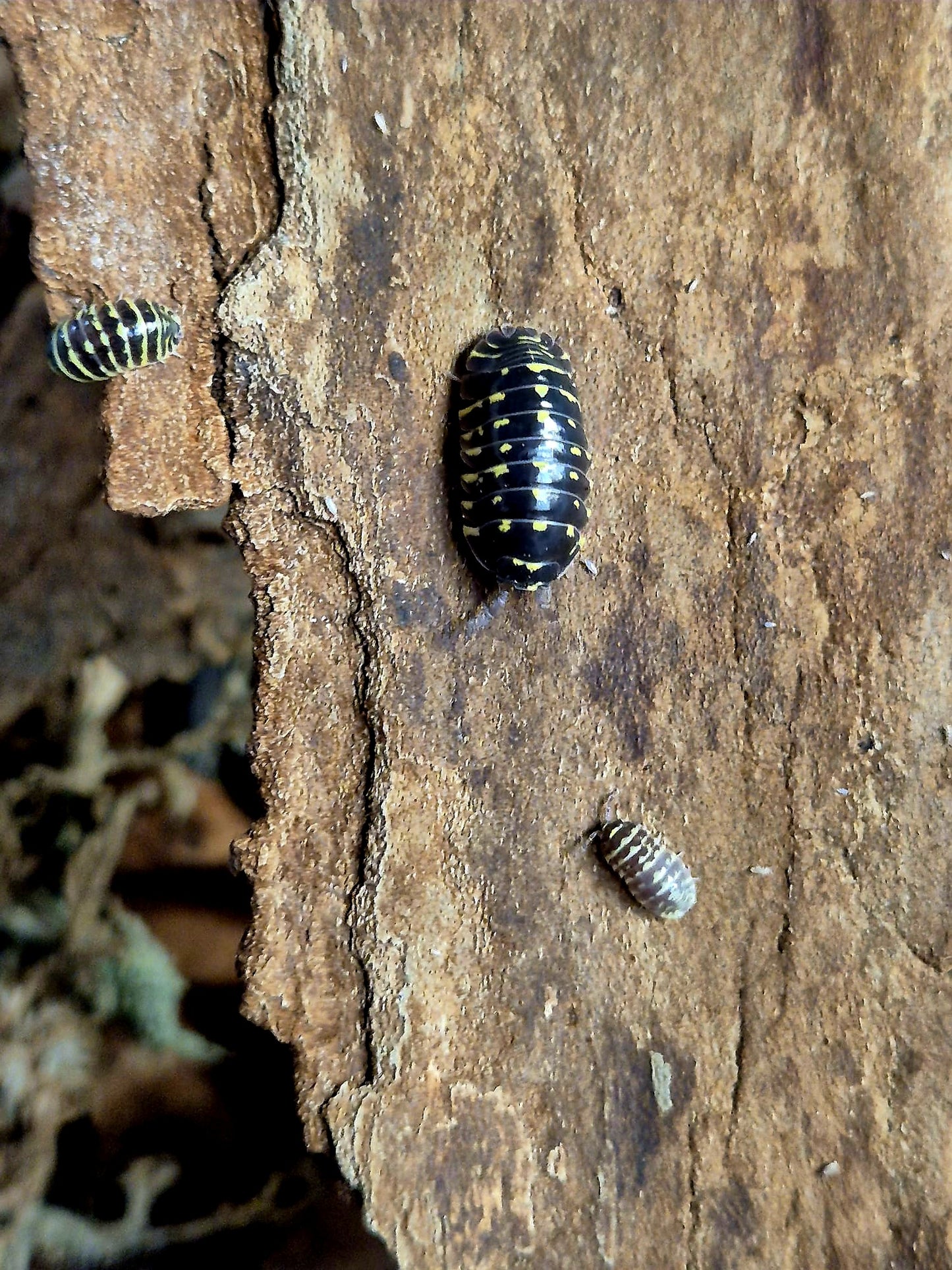 Armadillidium Maculatum "Yellow Zebra" Isopods