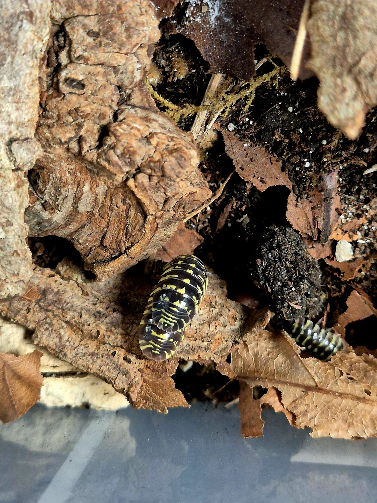 Armadillidium Maculatum "Yellow Zebra" Isopods