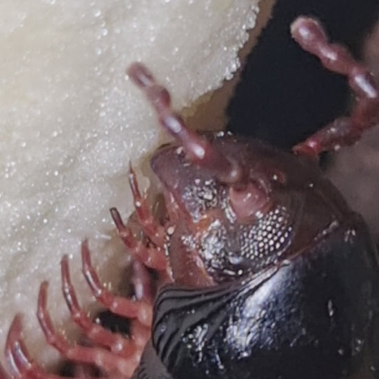 Millipede eating a banana