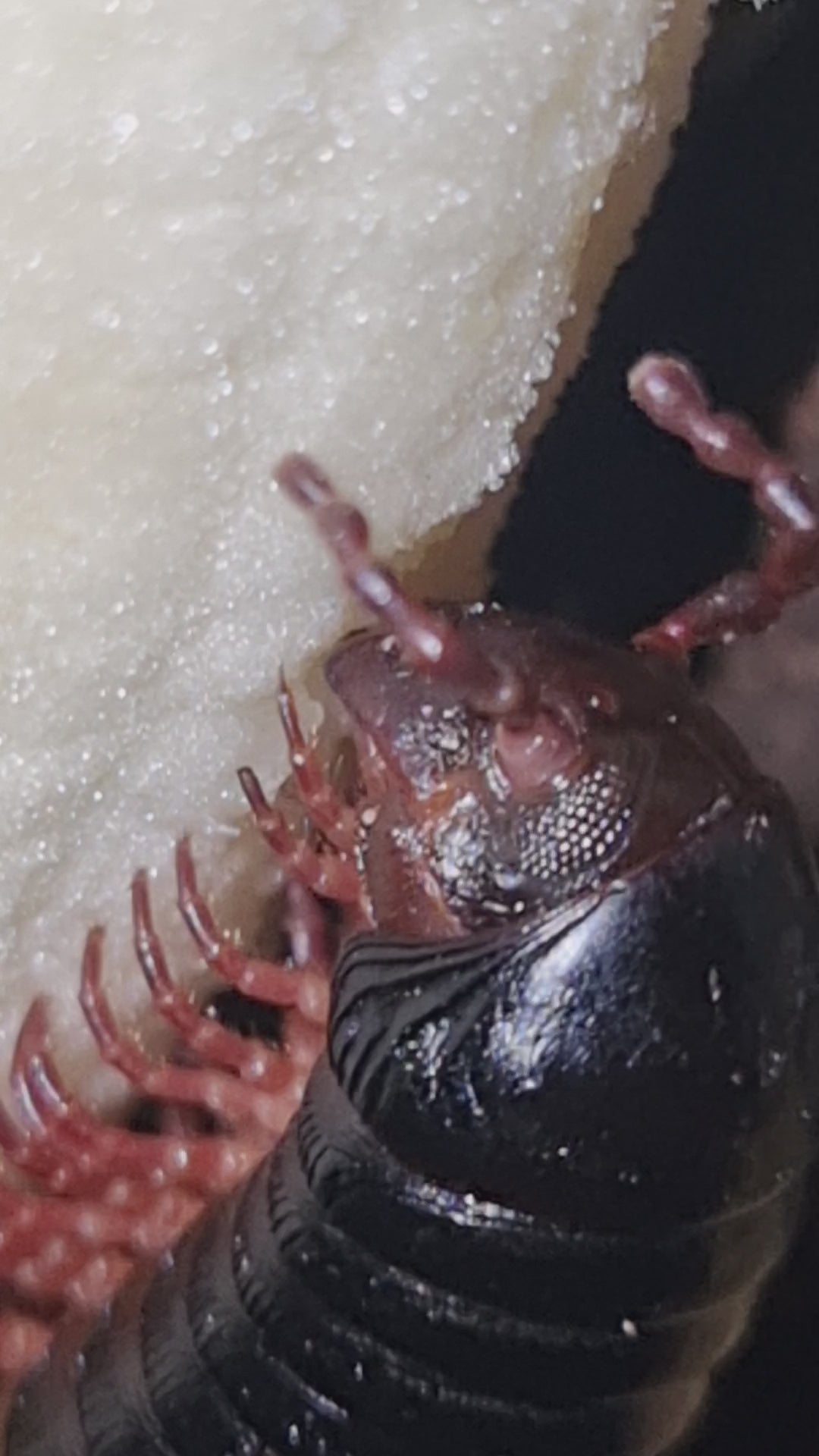 Millipede eating a banana