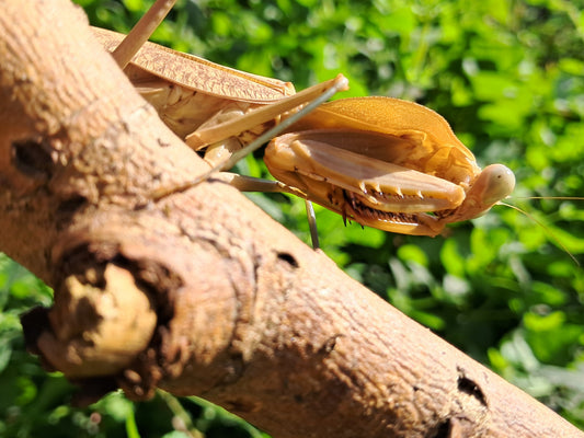 Rhombodera Kirbyi (Timor Shield Mantis)