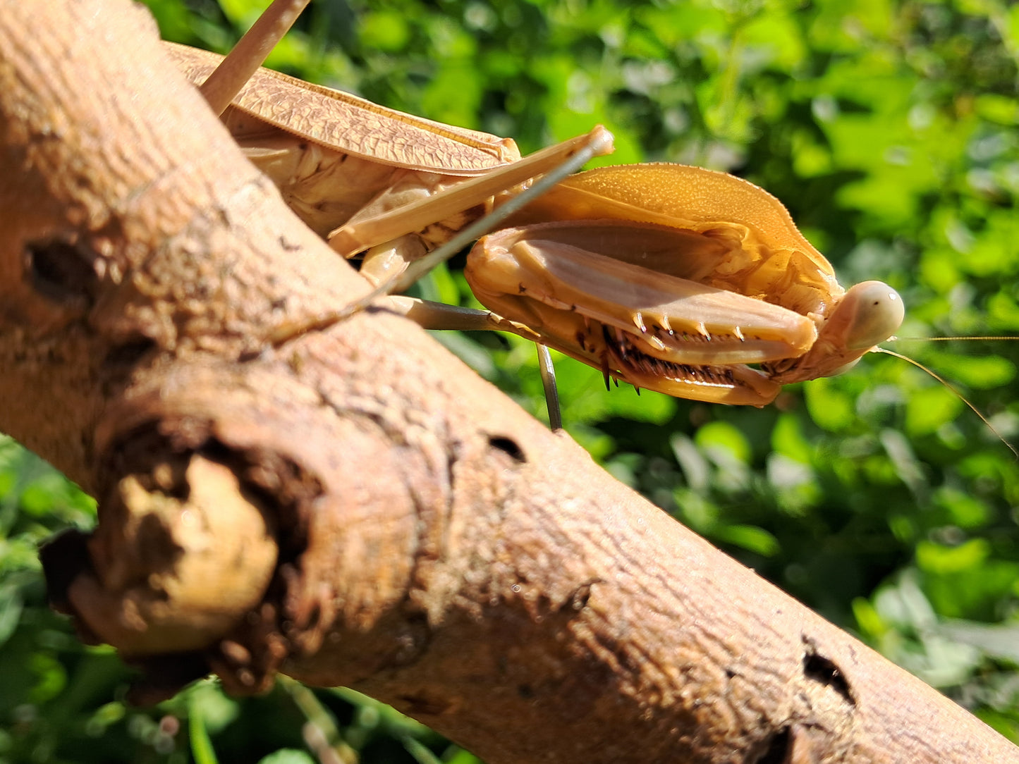 Rhombodera Kirbyi (Timor Shield Mantis)