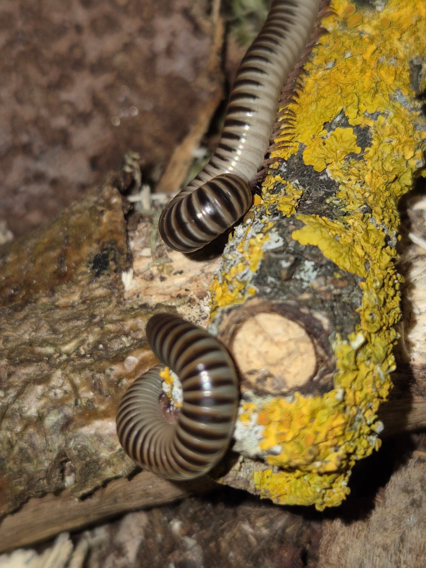 Chicobolus spinigerus "Ivory" Millipedes