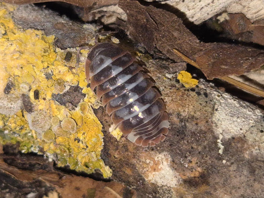 Armadillidium Klugii "Nebula" / "Skeleton" Isopods