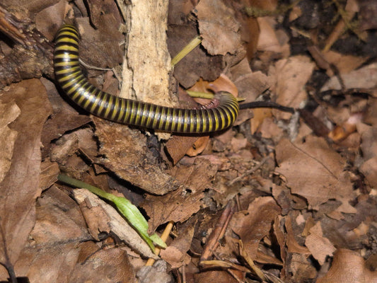 Anadenobolus monilicornis "Bumblebee" Millipedes