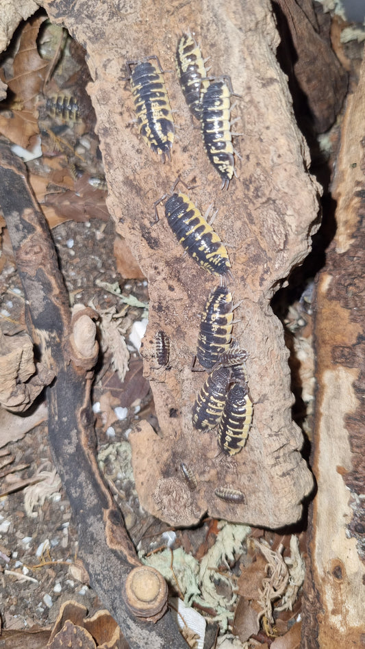 Porcellio Ornatus "Yellow" Isopods