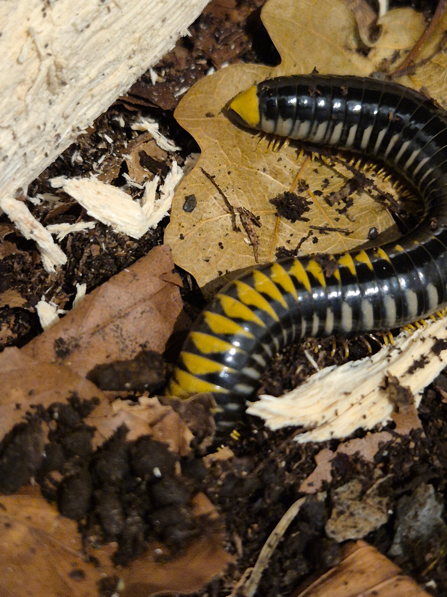 Spirotreptida sp. “Avatar” Millipedes