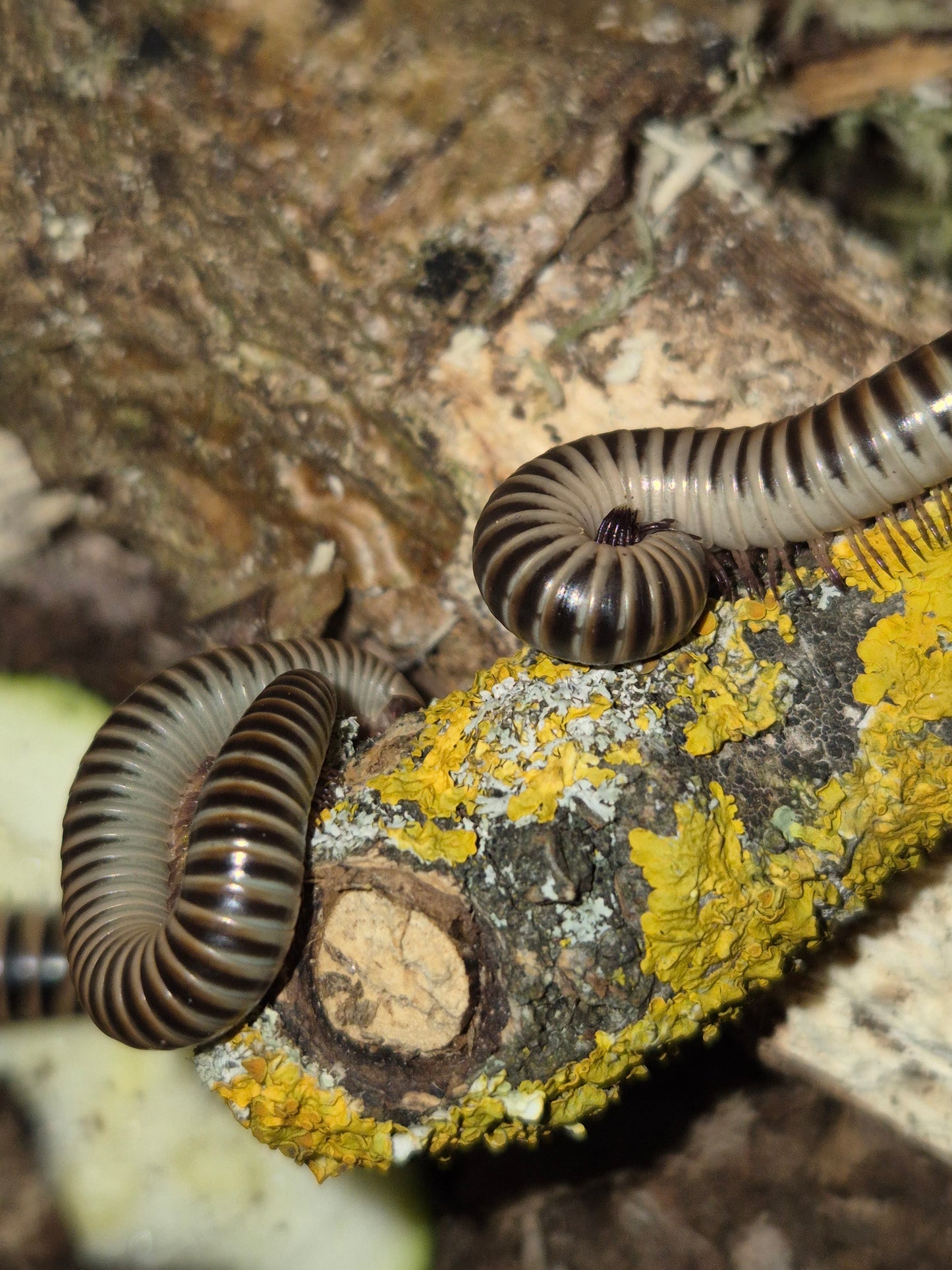 Chicobolus spinigerus "Ivory" Millipedes