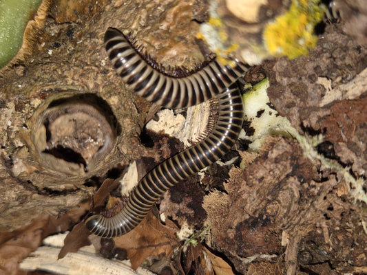 Chicobolus spinigerus "Ivory" Millipedes