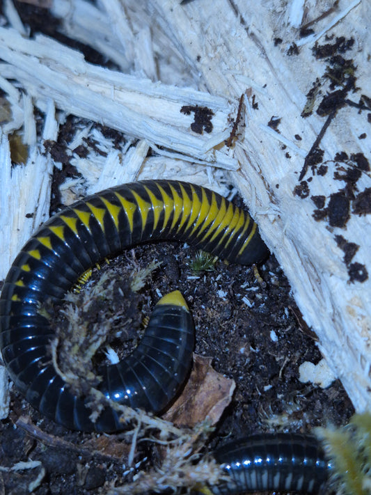 Spirotreptida sp. “Avatar” Millipedes