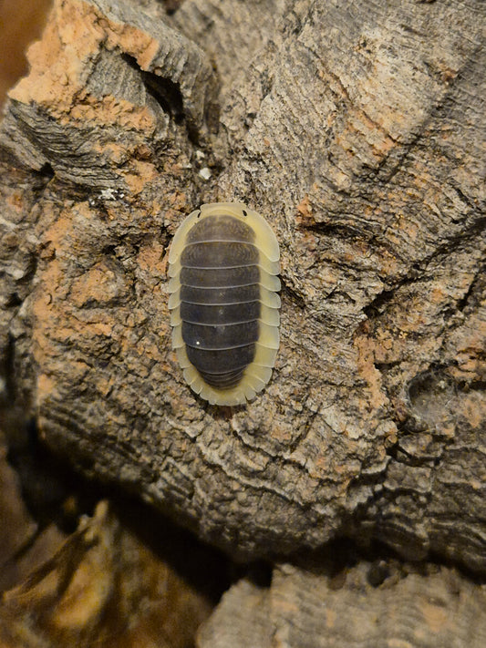 Cubaris sp "Lemon Blue" Isopods